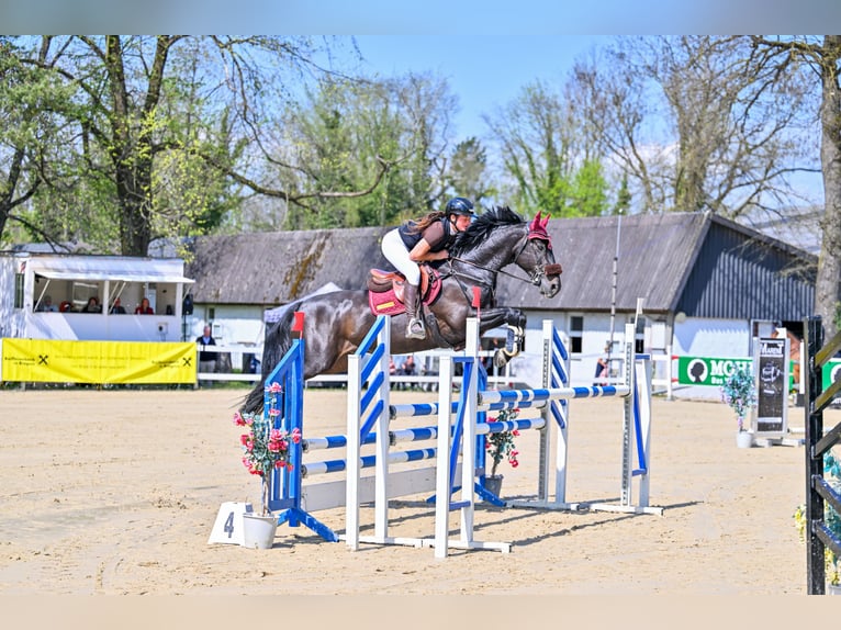 KWPN Gelding 7 years 16 hh in Schlins