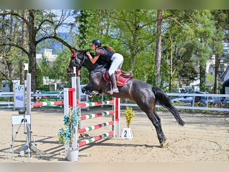 KWPN Gelding 7 years 16 hh in Schlins