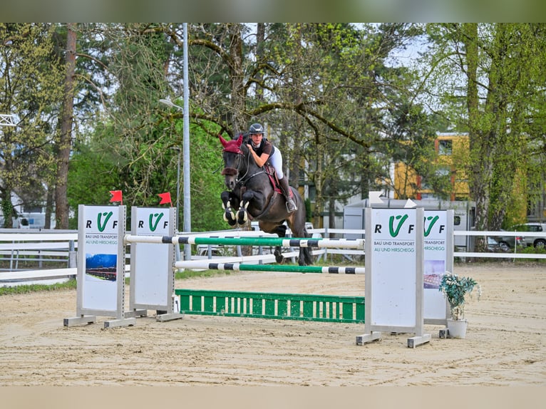 KWPN Gelding 7 years 16 hh in Schlins