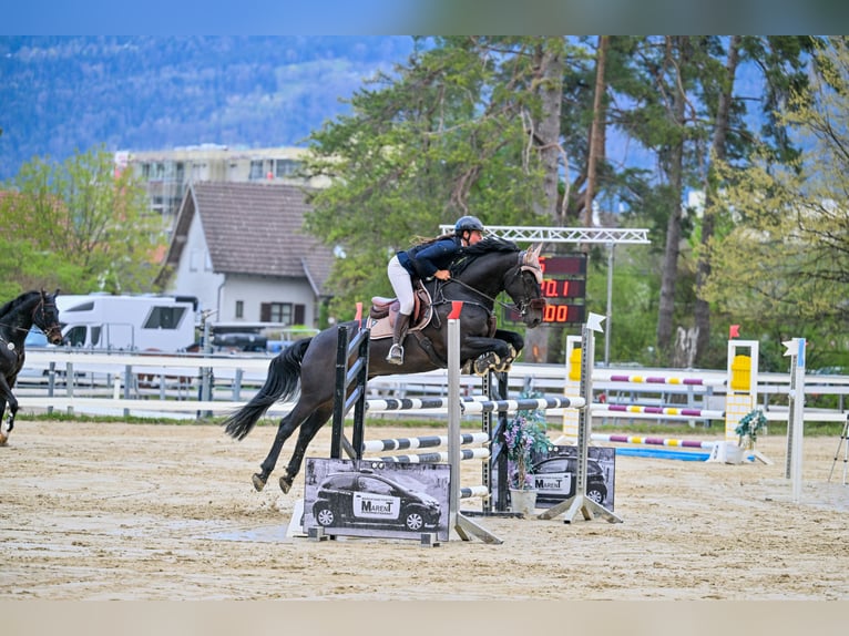 KWPN Gelding 7 years 16 hh in Schlins