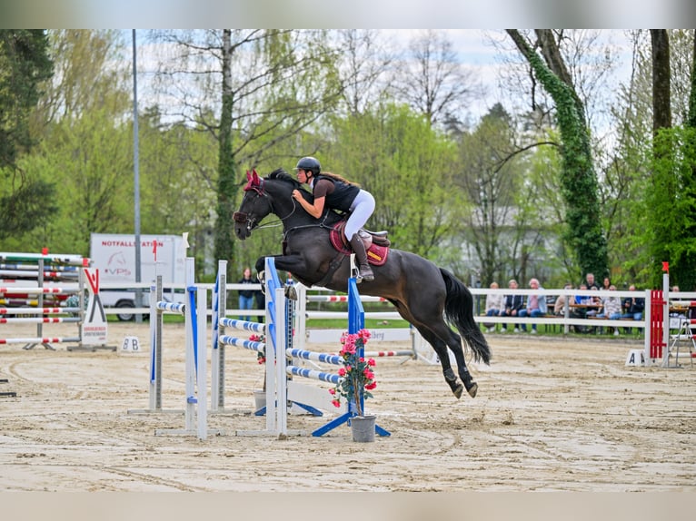KWPN Gelding 7 years 16 hh in Schlins