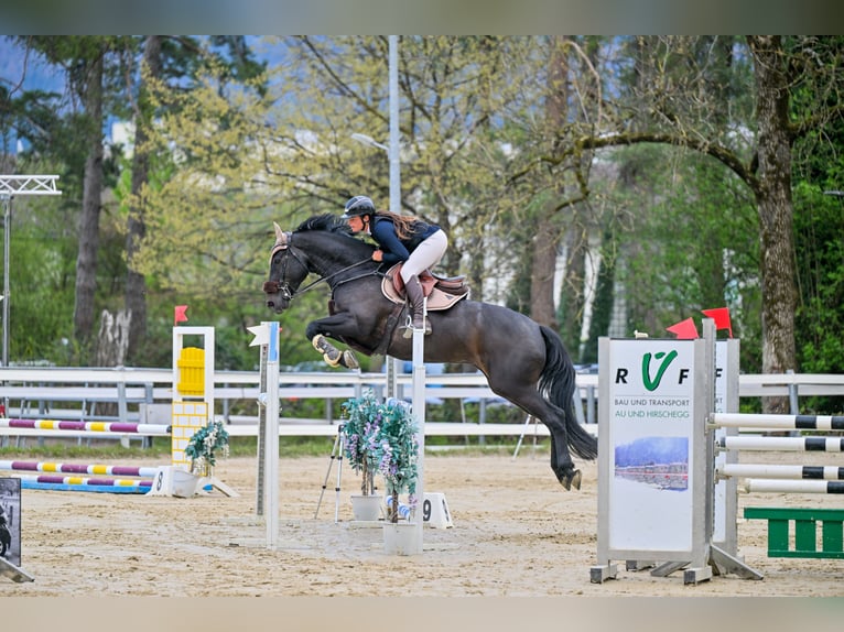 KWPN Gelding 7 years 16 hh in Schlins