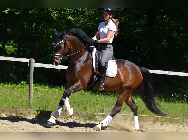 KWPN Gelding 7 years 16,1 hh Bay-Dark in Neuss
