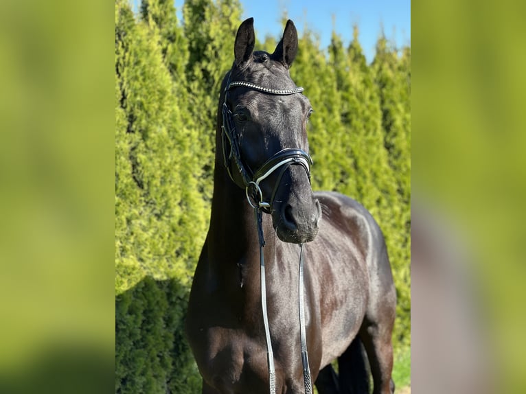 KWPN Gelding 7 years 16,1 hh Black in Renningen