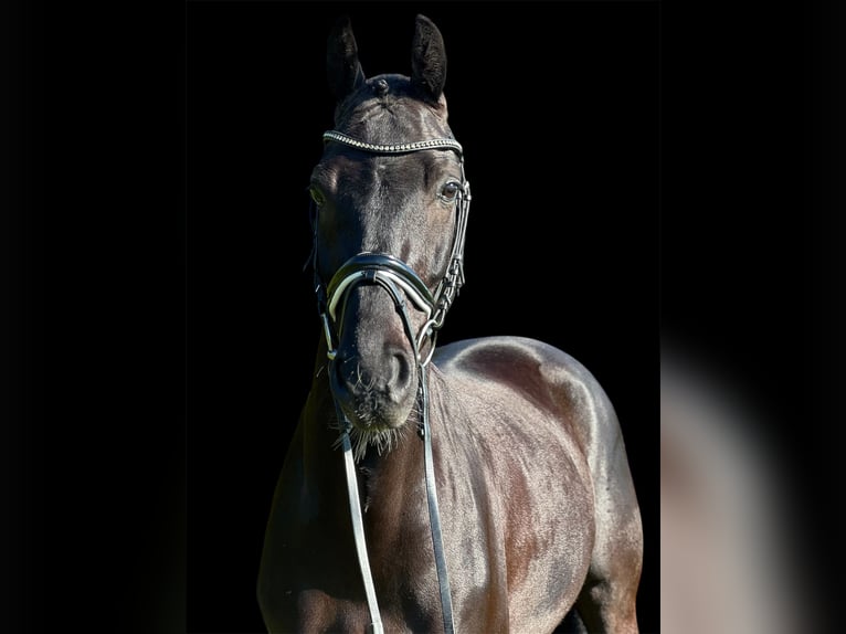KWPN Gelding 7 years 16,1 hh Black in Renningen