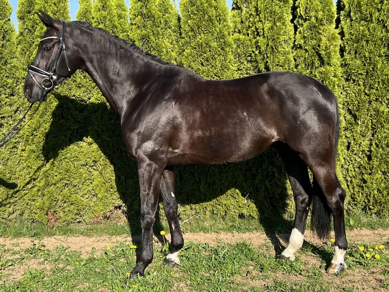 KWPN Gelding 7 years 16,1 hh Black in Renningen