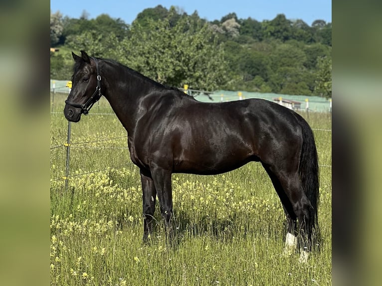KWPN Gelding 7 years 16,1 hh Black in M&#xF6;glingen