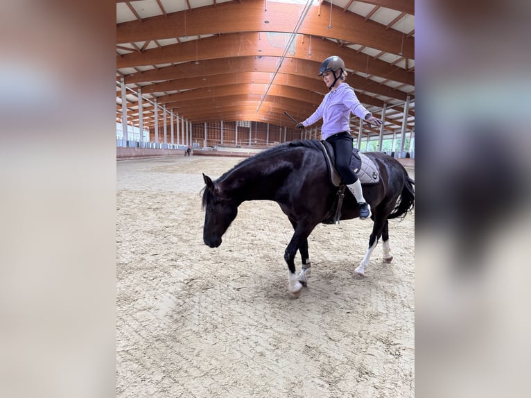 KWPN Gelding 7 years 16,1 hh Black in Greven