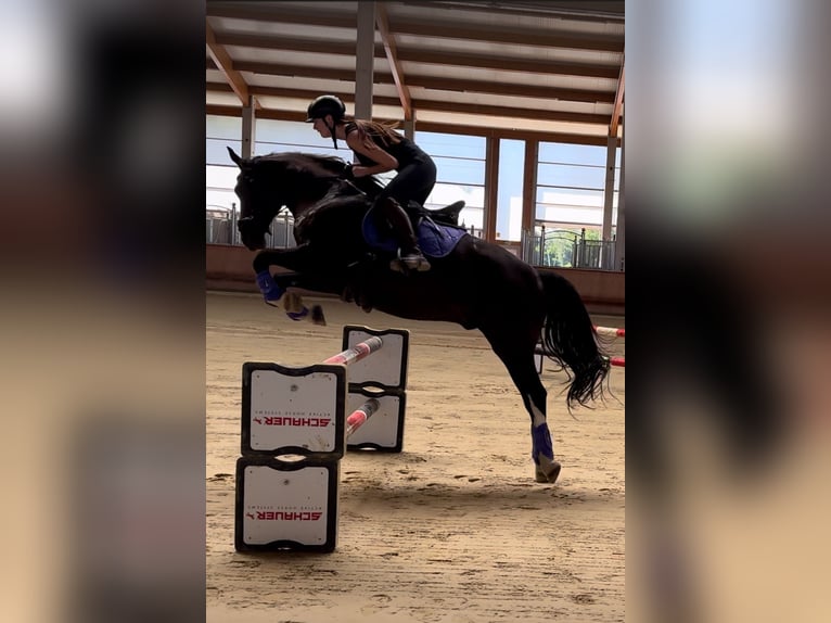 KWPN Gelding 7 years 16,1 hh Black in Greven