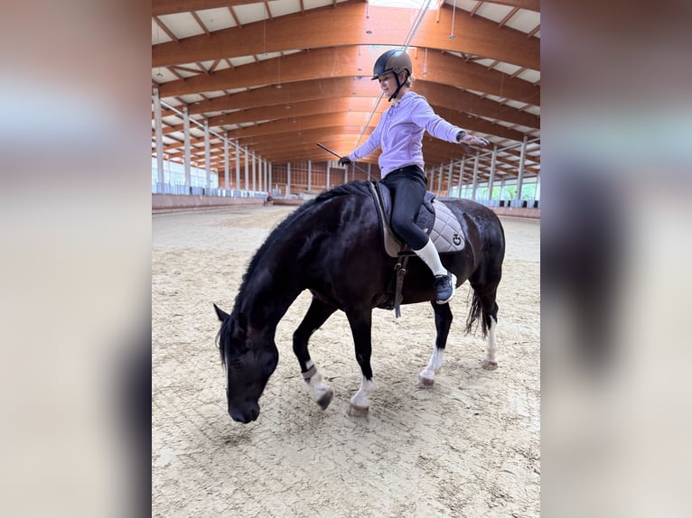 KWPN Gelding 7 years 16,1 hh Black in Greven