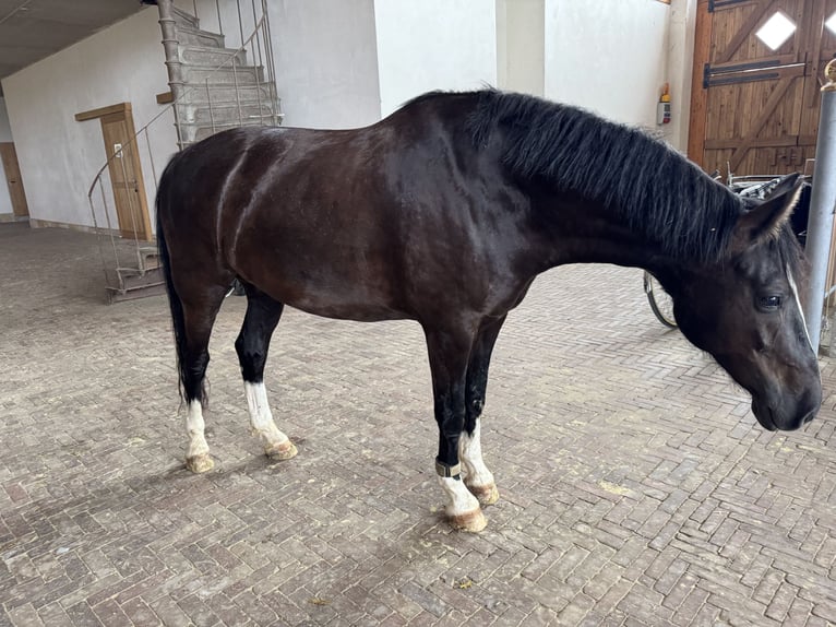 KWPN Gelding 7 years 16,1 hh Black in Greven