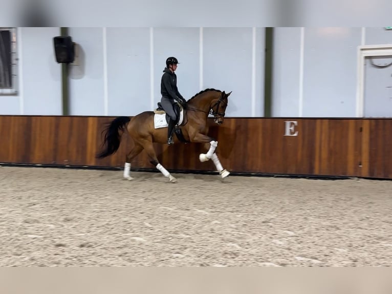 KWPN Gelding 7 years 16,1 hh Brown in Beverwijk