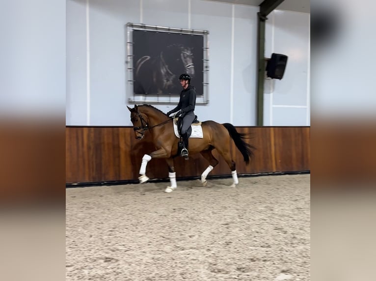KWPN Gelding 7 years 16,1 hh Brown in Beverwijk