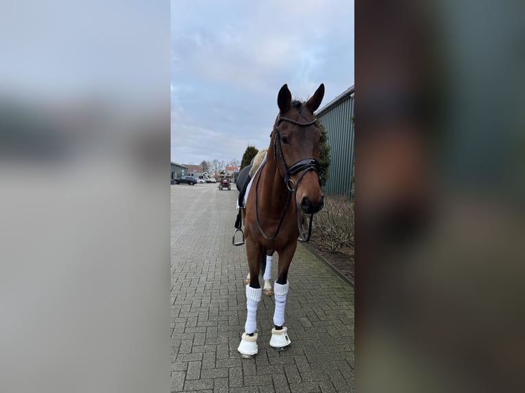 KWPN Gelding 7 years 16,1 hh Brown in Beverwijk