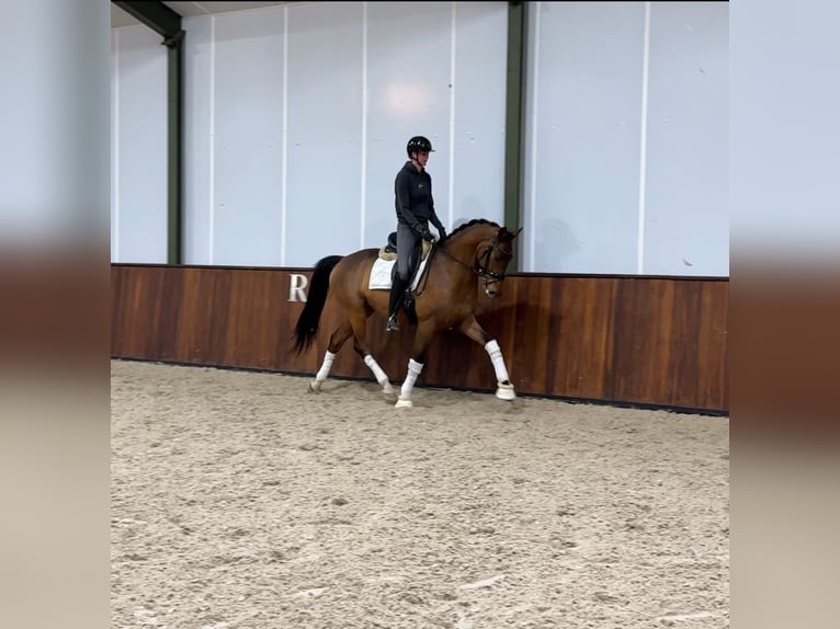 KWPN Gelding 7 years 16,1 hh Brown in Beverwijk