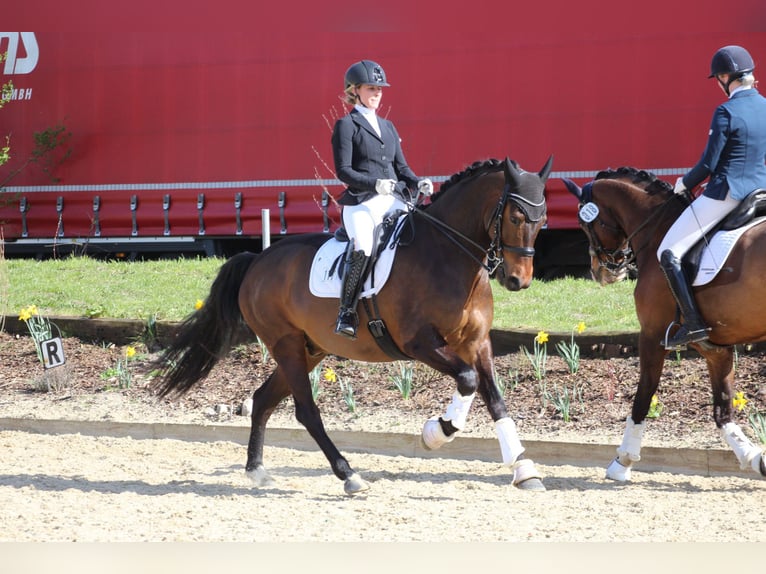 KWPN Gelding 7 years 16,1 hh Brown in Bassum