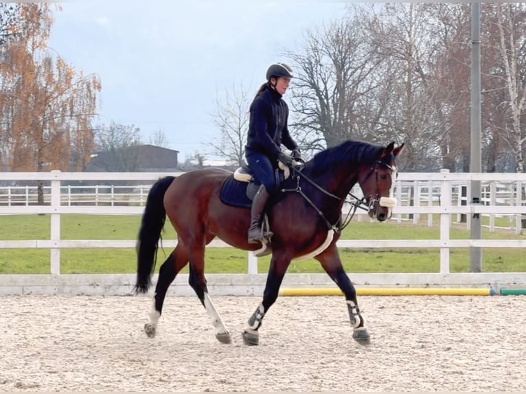 KWPN Gelding 7 years 16,1 hh Brown in Schlins