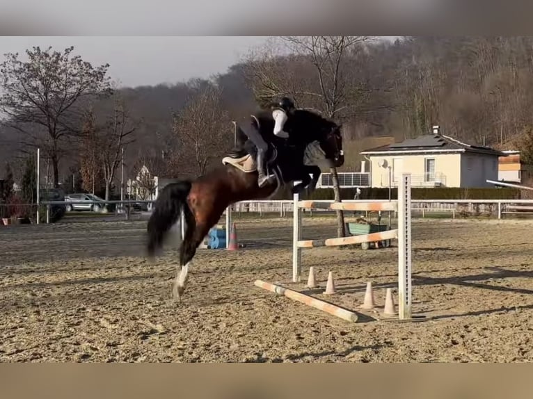 KWPN Gelding 7 years 16,1 hh Brown in Schlins