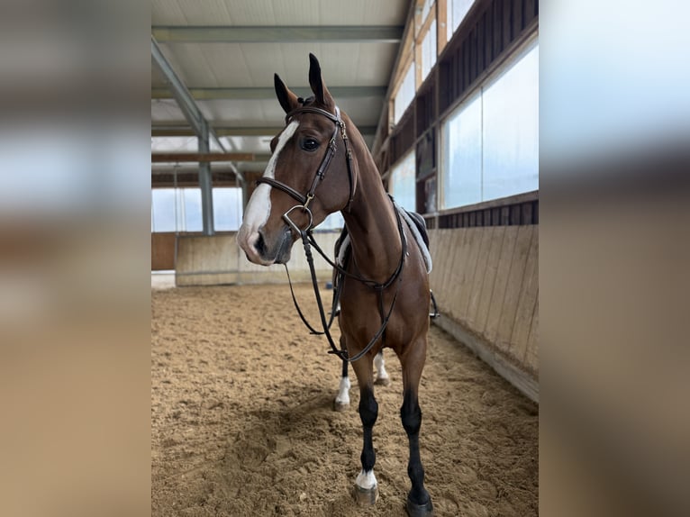 KWPN Gelding 7 years 16,1 hh Brown in Altusried