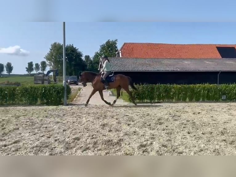 KWPN Gelding 7 years 16,1 hh Chestnut in Middelharnis