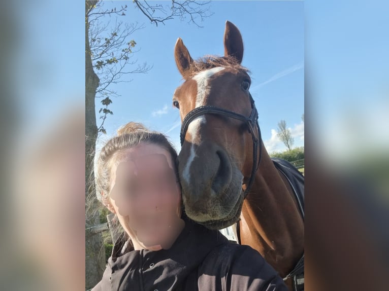 KWPN Gelding 7 years 16,1 hh Chestnut in Middelharnis