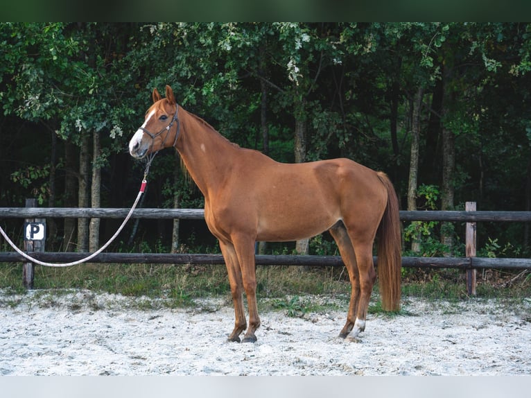 KWPN Gelding 7 years 16,1 hh Chestnut-Red in Grolloo
