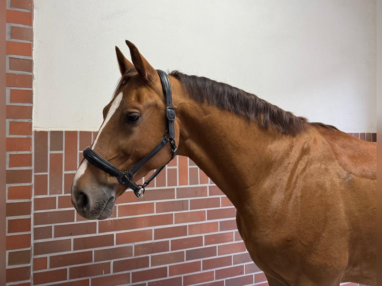 KWPN Gelding 7 years 16,1 hh Chestnut-Red in K&#xFC;ps