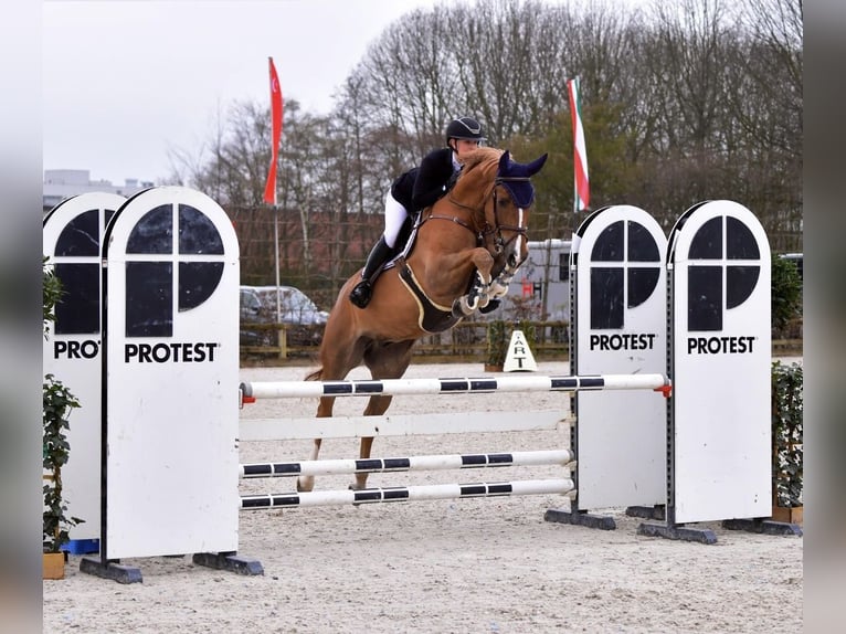 KWPN Gelding 7 years 16,1 hh Chestnut in Langevåg