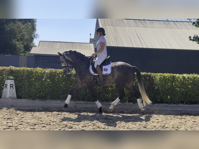 KWPN Gelding 7 years 16,1 hh Grey-Dapple in Spaarndam