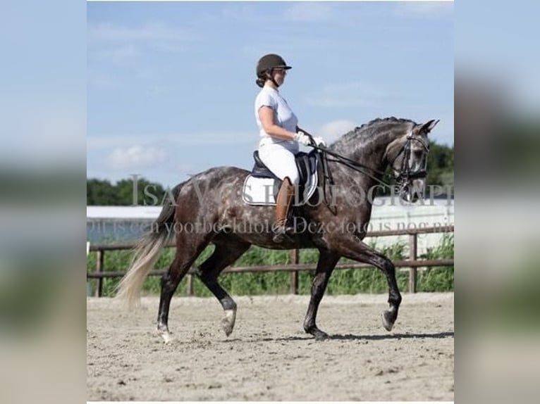 KWPN Gelding 7 years 16,1 hh Grey-Dapple in Spaarndam