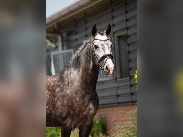 KWPN Gelding 7 years 16,1 hh Grey-Dapple in Spaarndam