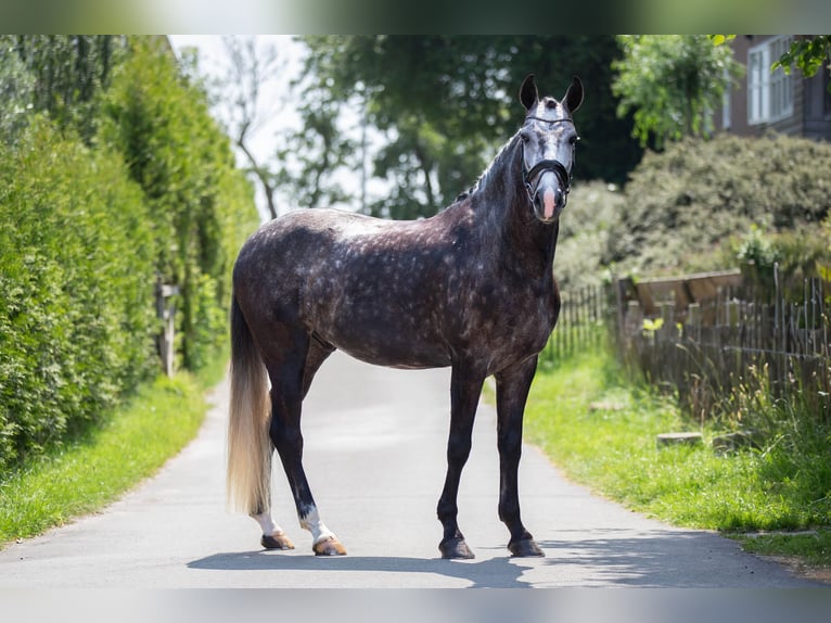 KWPN Gelding 7 years 16,1 hh Grey-Dapple in Spaarndam