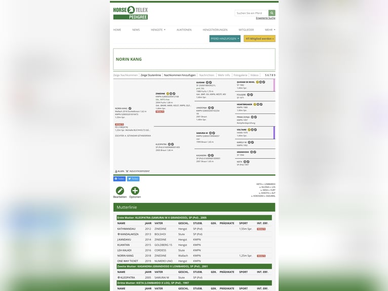 KWPN Gelding 7 years 16,2 hh Bay-Dark in Novazzano