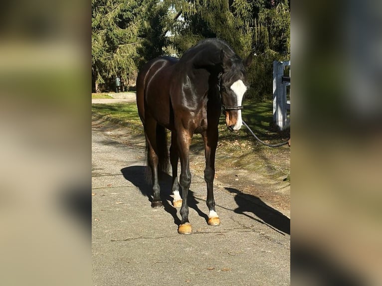 KWPN Gelding 7 years 16,2 hh Bay in Kobilje KWPN Gelding 7 years 16,2 hh Bay in Kobilje
