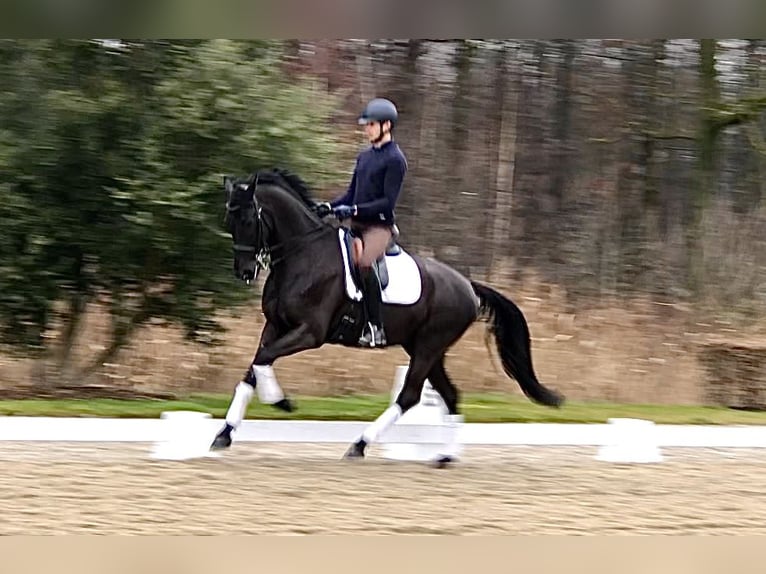 KWPN Gelding 7 years 16,2 hh Black in Bree