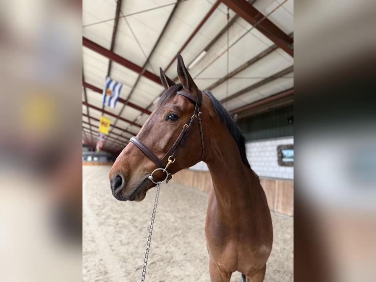 KWPN Gelding 7 years 16,2 hh Brown in Oud Gastel