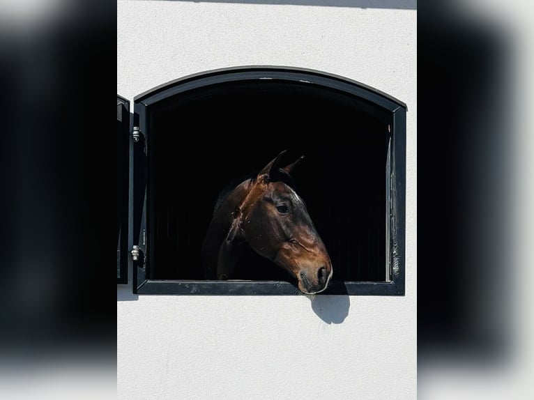 KWPN Gelding 7 years 16,2 hh Brown in Tallinn