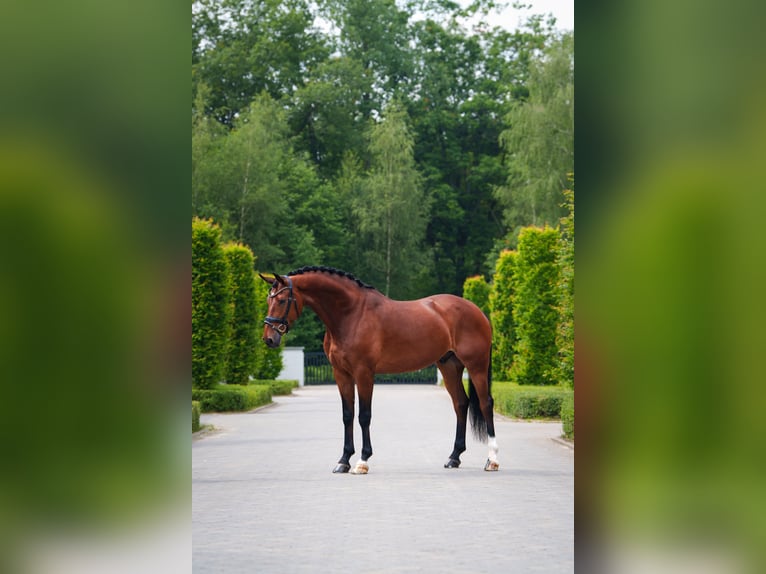KWPN Gelding 7 years 16,2 hh Brown in Mol