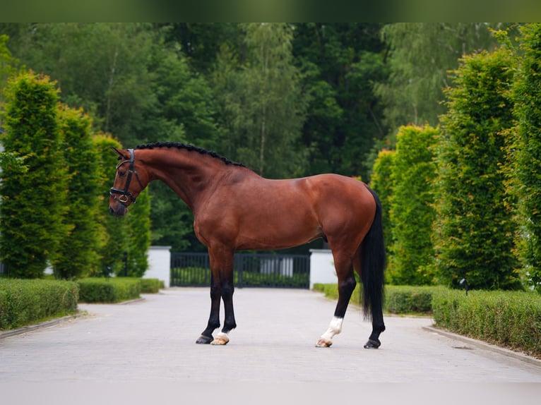 KWPN Gelding 7 years 16,2 hh Brown in Mol