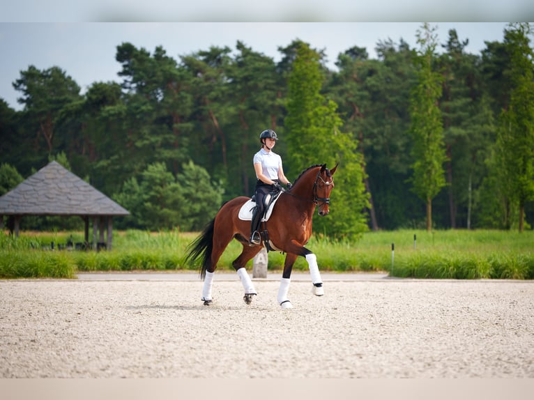 KWPN Gelding 7 years 16,2 hh Brown in Mol