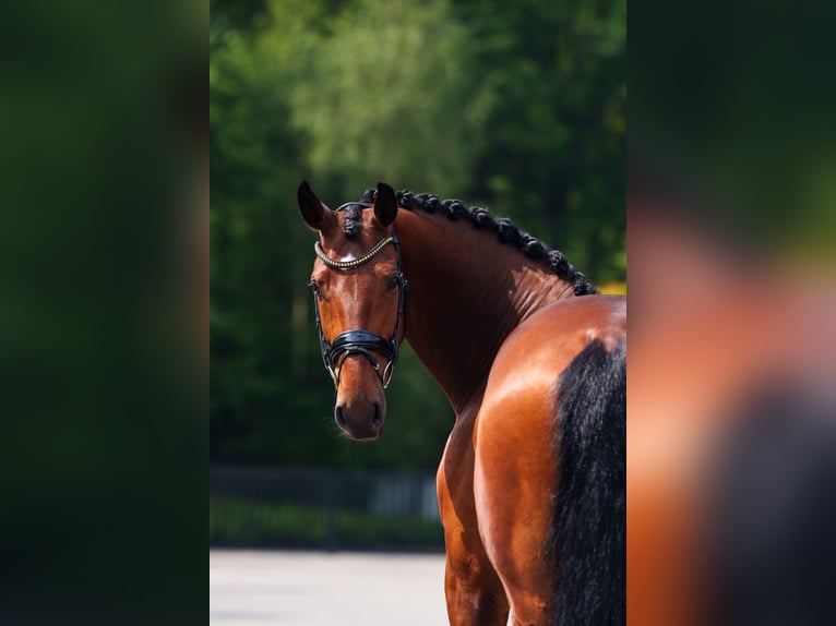 KWPN Gelding 7 years 16,2 hh Brown in Mol