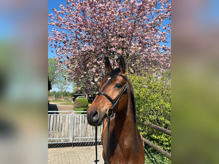 KWPN Gelding 7 years 16,2 hh Brown in Telgte