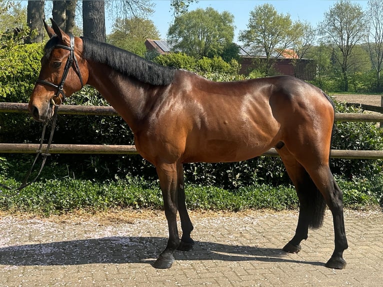 KWPN Gelding 7 years 16,2 hh Brown in Telgte