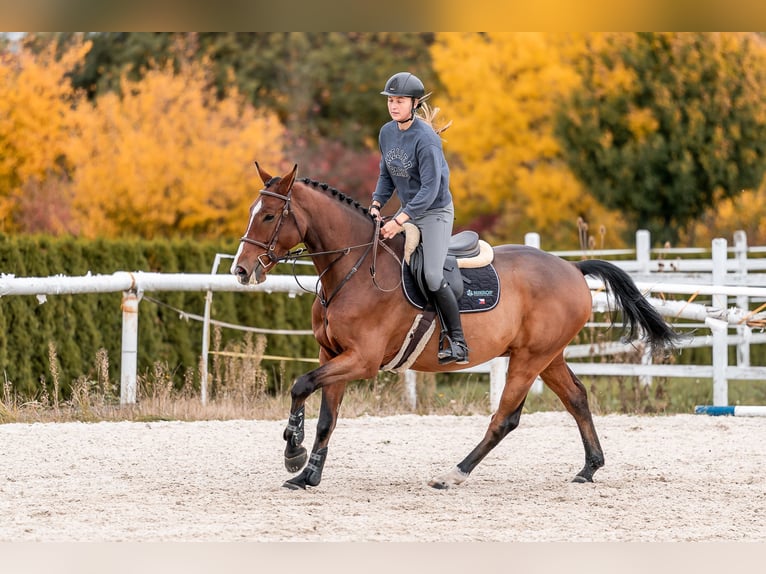 KWPN Gelding 7 years 16,2 hh in Zduchovice