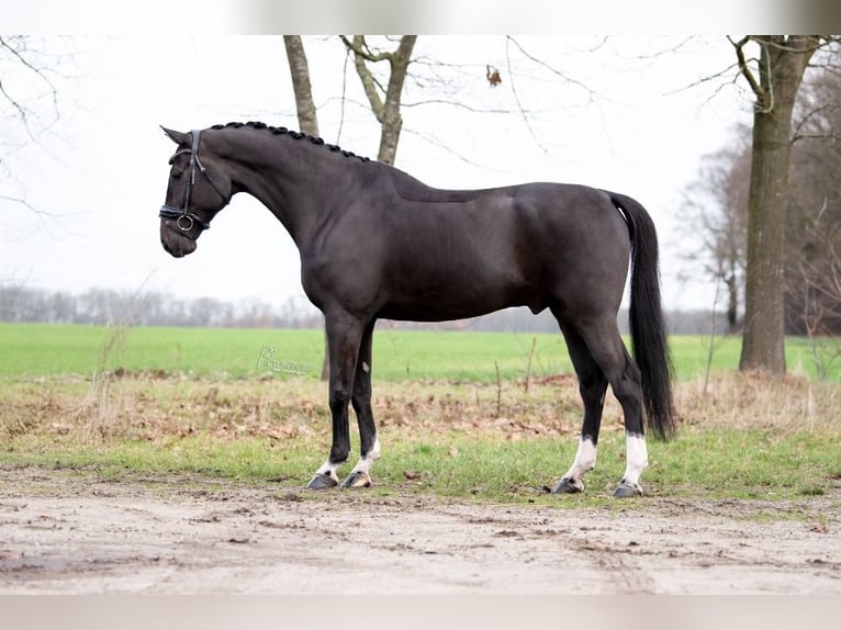 KWPN Gelding 7 years 16,3 hh Black in Peer