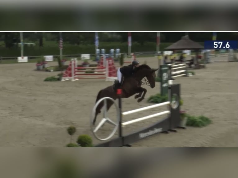KWPN Gelding 7 years 16,3 hh Brown in Eemnes