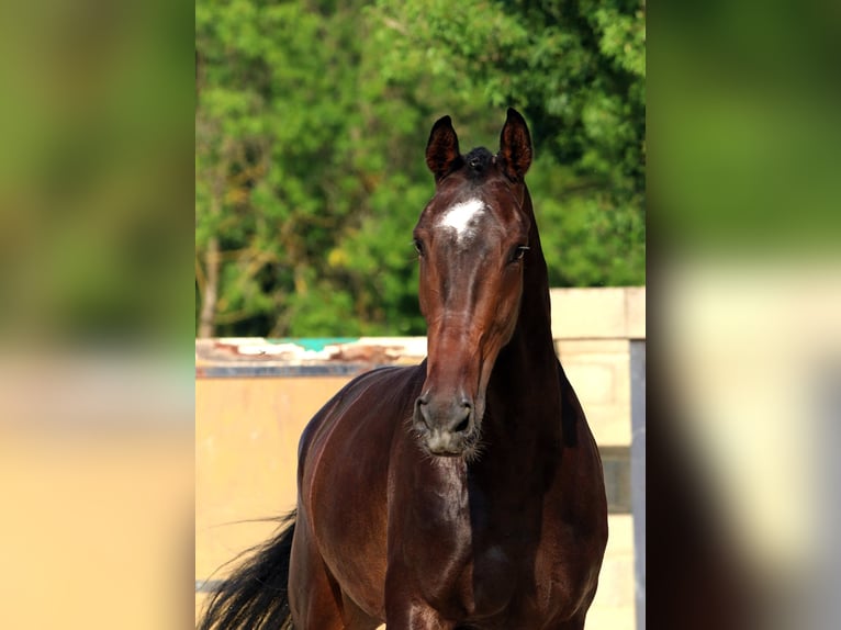 KWPN Gelding 7 years 17.1 hh Bay-Dark in Bouches du Rhone