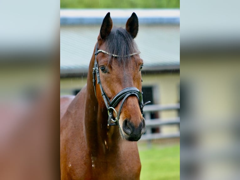 KWPN Gelding 7 years 17.1 hh Brown in Göda