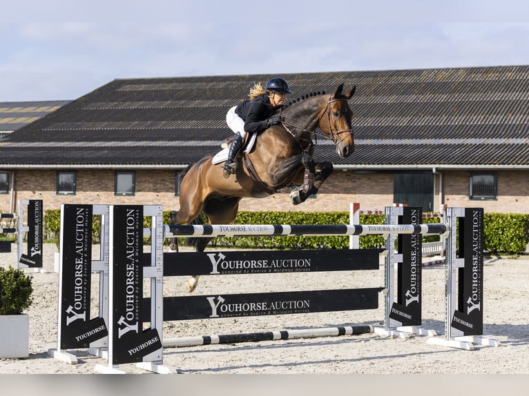 KWPN Gelding 7 years 17.1 hh Brown in Waddinxveen