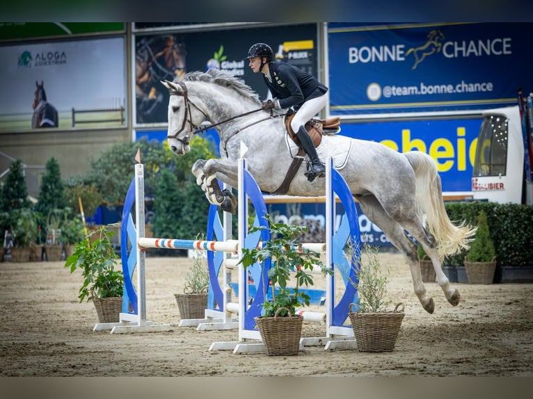 KWPN Gelding 7 years 17.1 hh Grey in Zutendaal